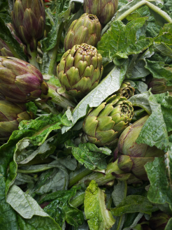 Karczoch zwyczajny Cynara scolymus – warzywo i cenna roślina lecznicza